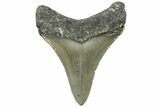 Serrated, Juvenile Megalodon Tooth - North Carolina #311850-1